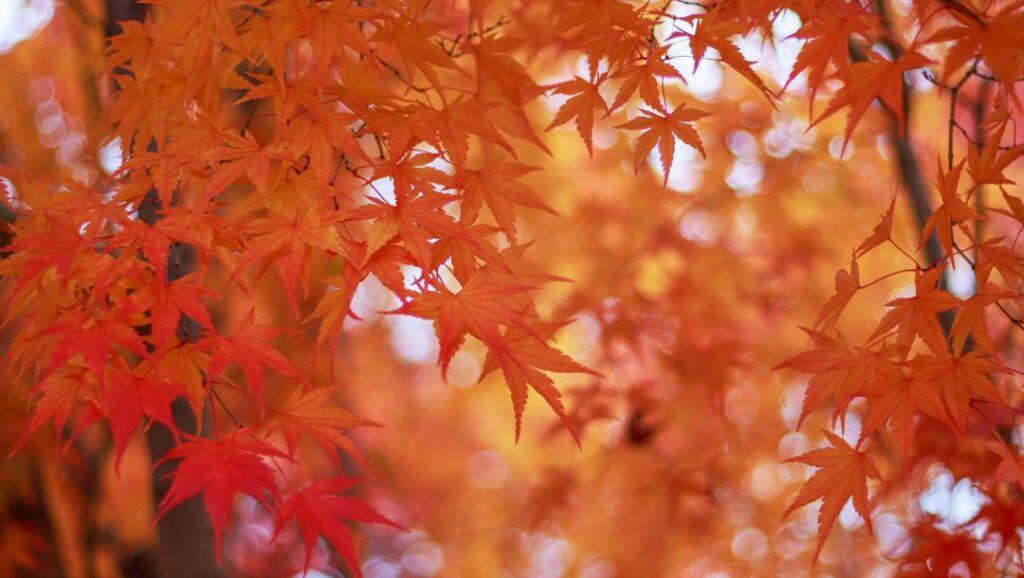 紅葉