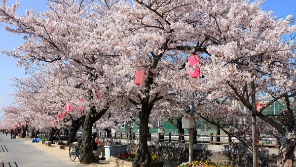 十四川沿いの桜