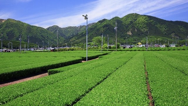 四日市水沢地区の茶畑