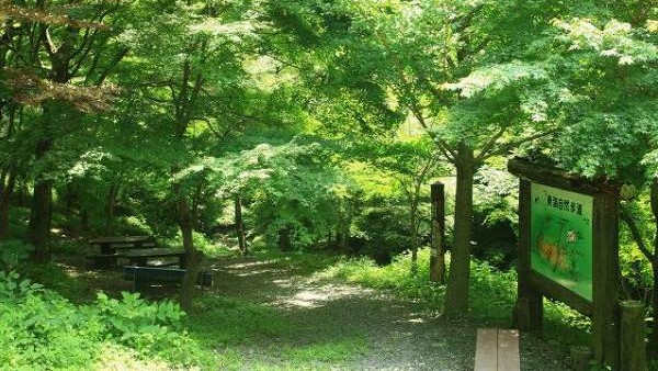 宮妻峡の新緑