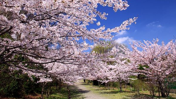 南部丘陵公園の桜
