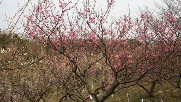 南部丘陵公園の梅