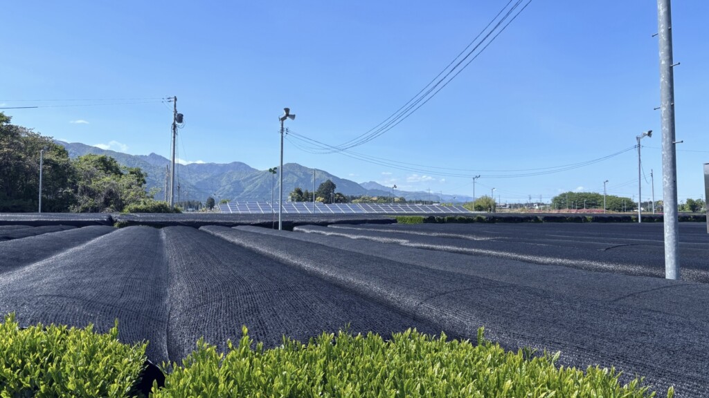 かぶせ茶の茶畑