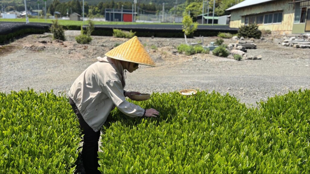 かぶせ茶の茶摘み体験
