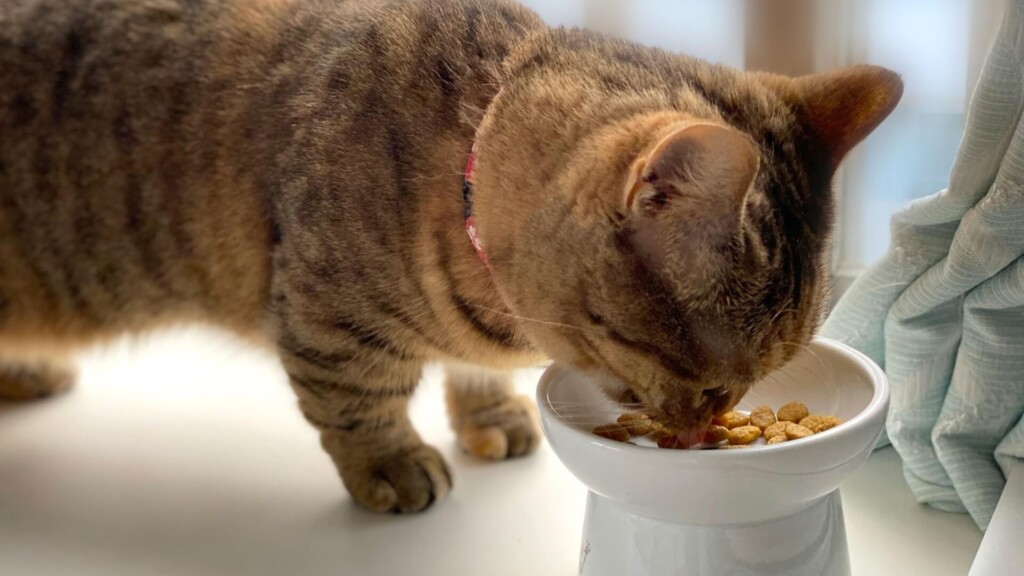 キャットシッターねこのて